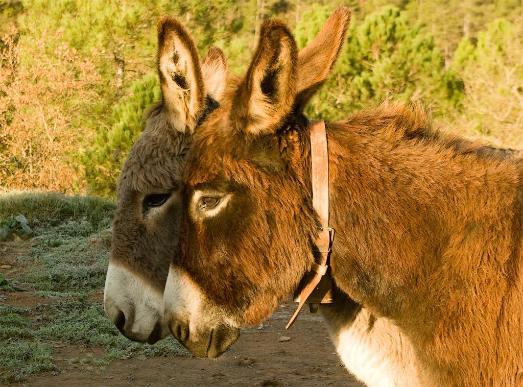 ホテルMasia Ca L'Anima La Baronia de Rialb 部屋 写真
