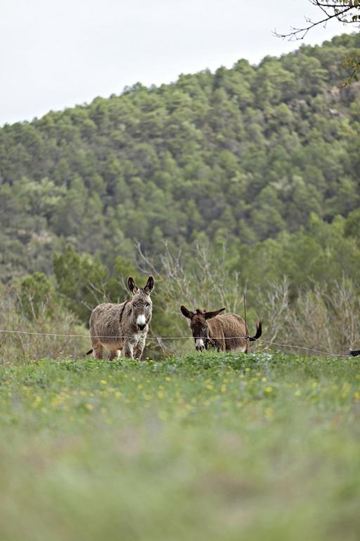 ホテルMasia Ca L'Anima La Baronia de Rialb 部屋 写真